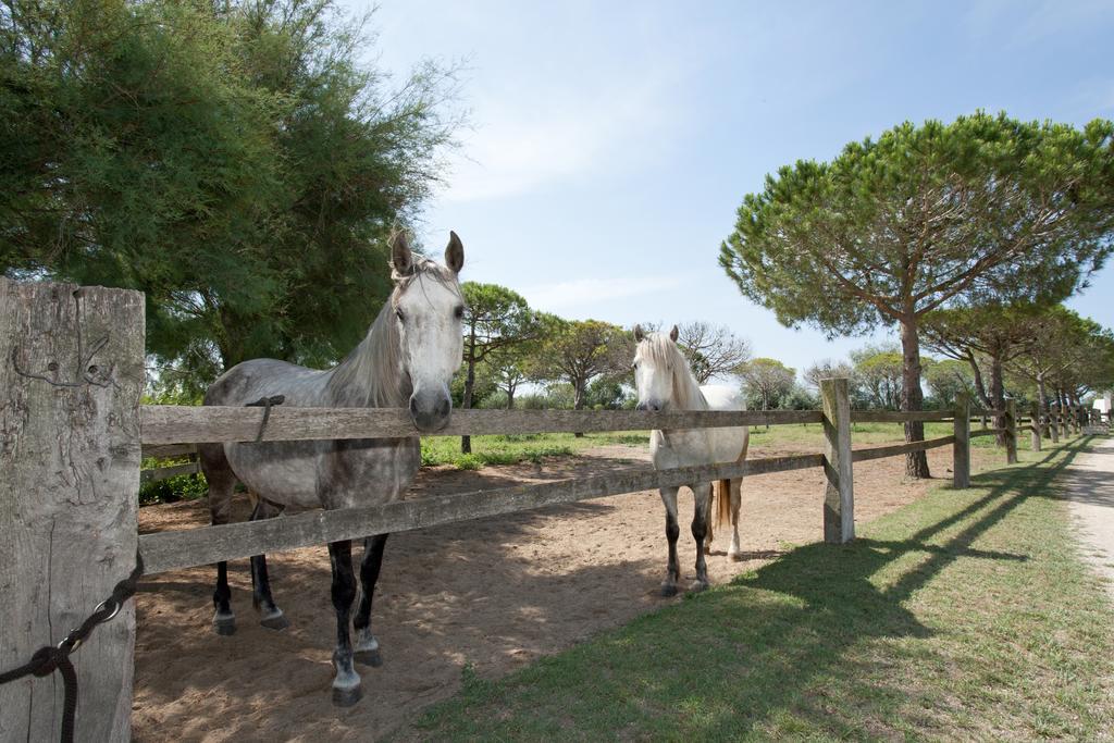 Gites Equestres Lou Caloun - Les Saintes Maries De La Mer Kamer foto